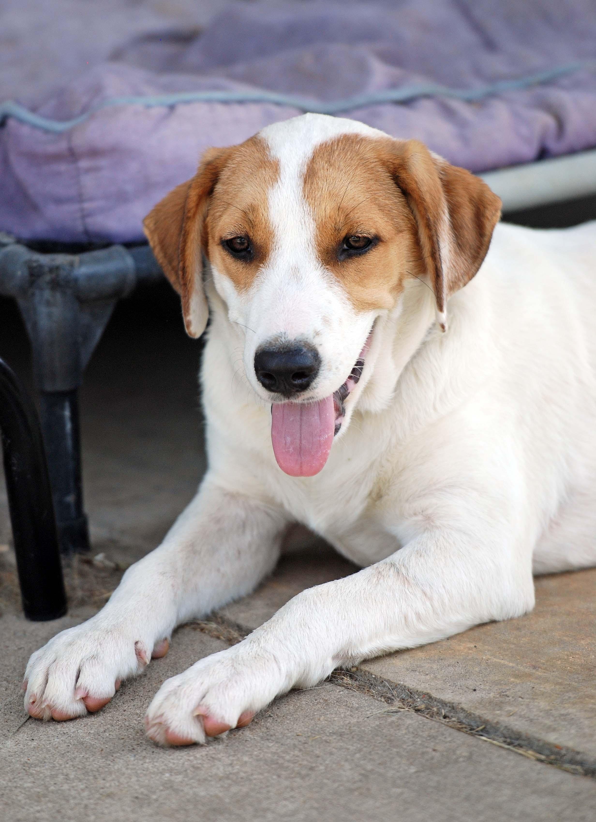Enlarge Lainey, a Adoptable mixed breed in Madisonville, TX image 4/5