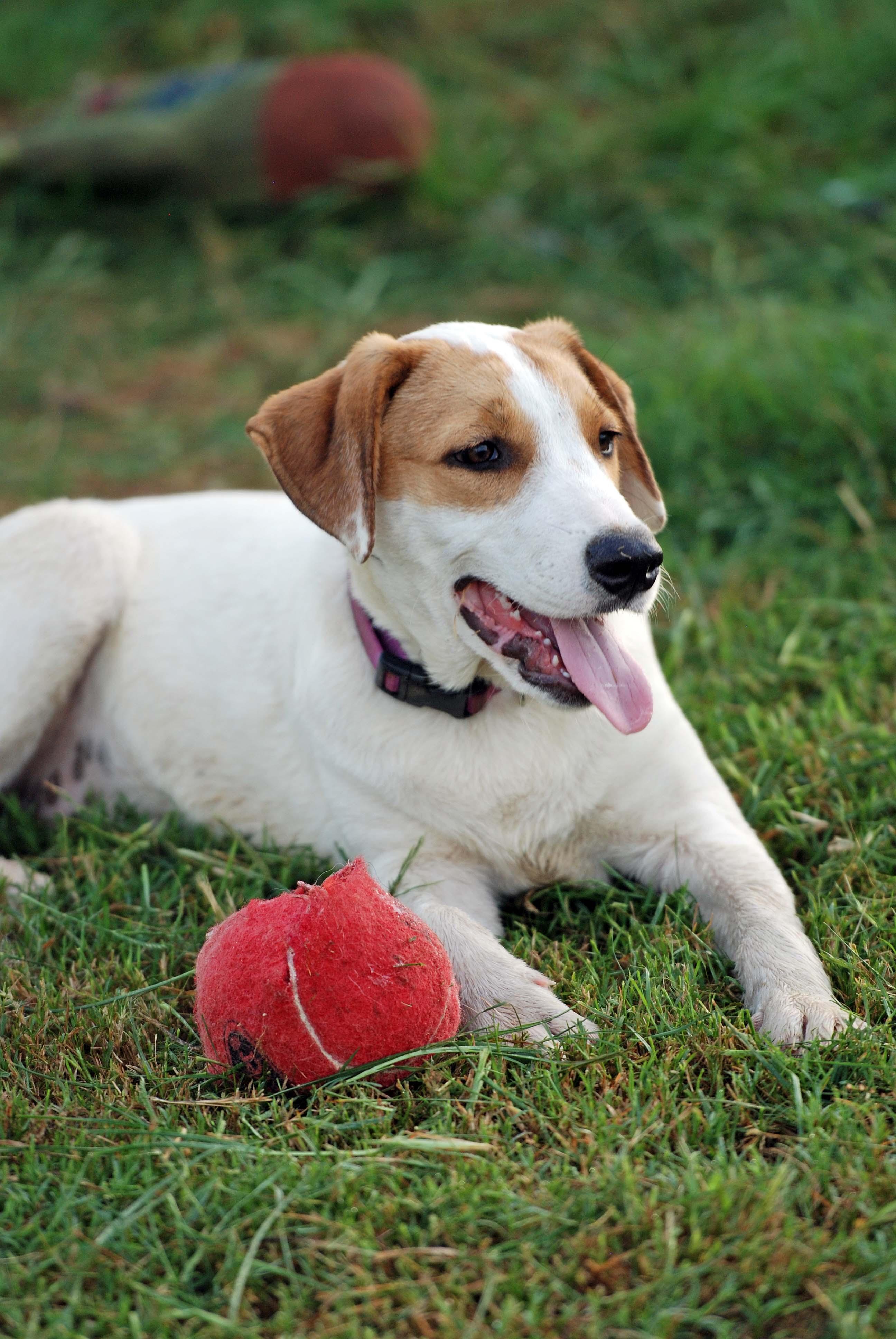Enlarge Lainey, a Adoptable mixed breed in Madisonville, TX image 5/5