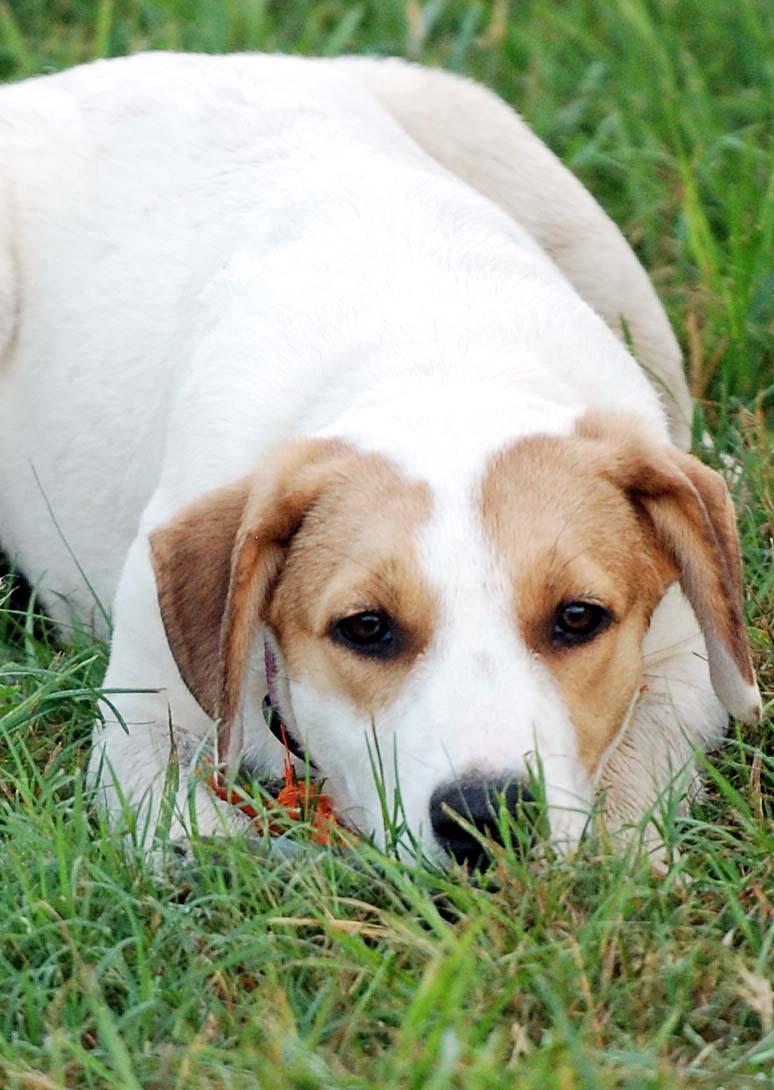 Enlarge Lainey, a Adoptable mixed breed in Madisonville, TX image 2/5