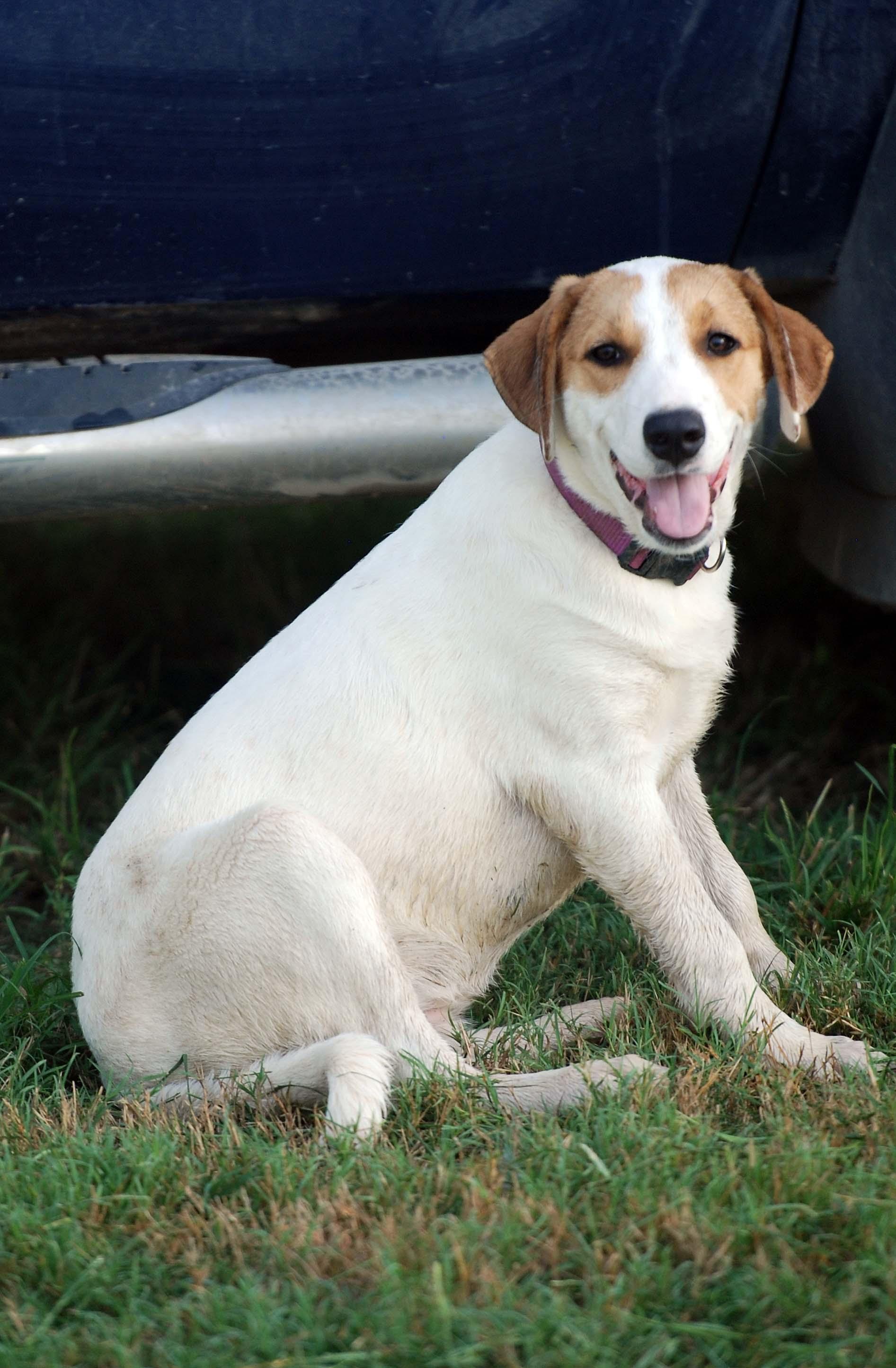 Enlarge Lainey, a Adoptable mixed breed in Madisonville, TX image 3/5