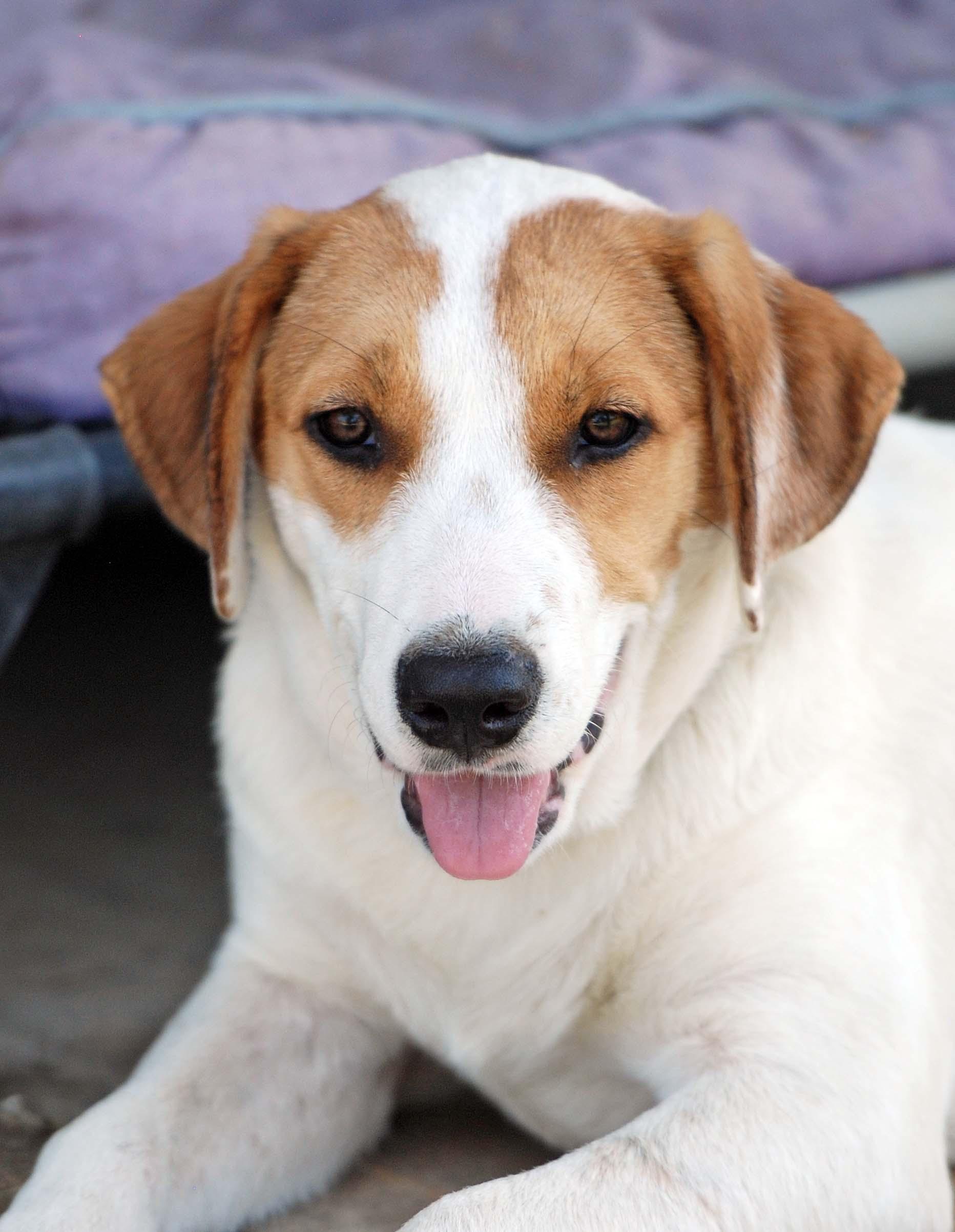 Enlarge Lainey, a Adoptable mixed breed in Madisonville, TX image 1/5