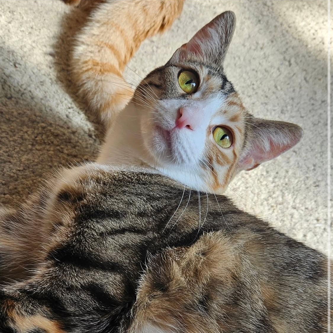 Lil Kim, a Adoptable Domestic Short Hair in Santa Ana, CA image 3/5