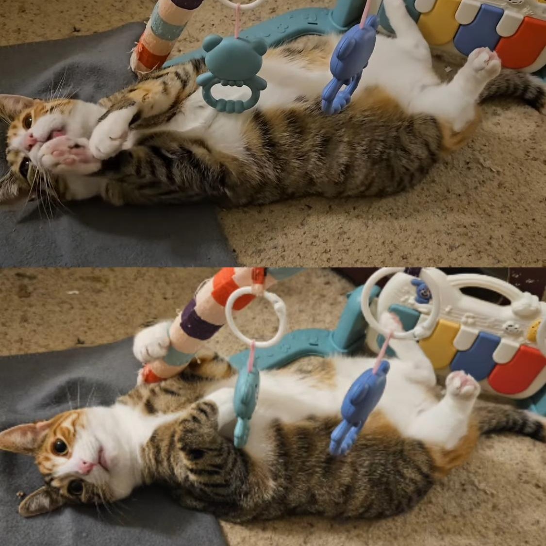 Lil Kim, a Adoptable Domestic Short Hair in Santa Ana, CA image 5/5