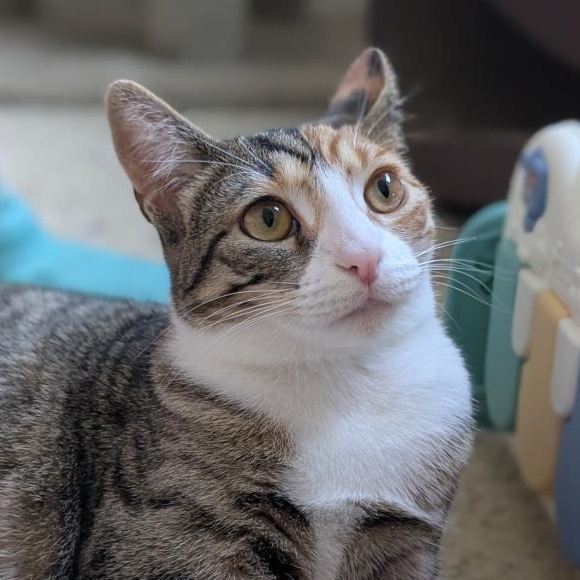 Lil Kim, Adoptable, Adult Female Domestic Short Hair.