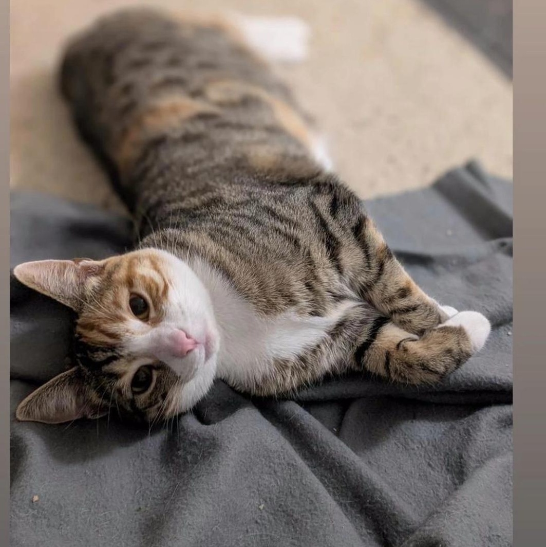 Lil Kim, a Adoptable Domestic Short Hair in Santa Ana, CA image 4/5