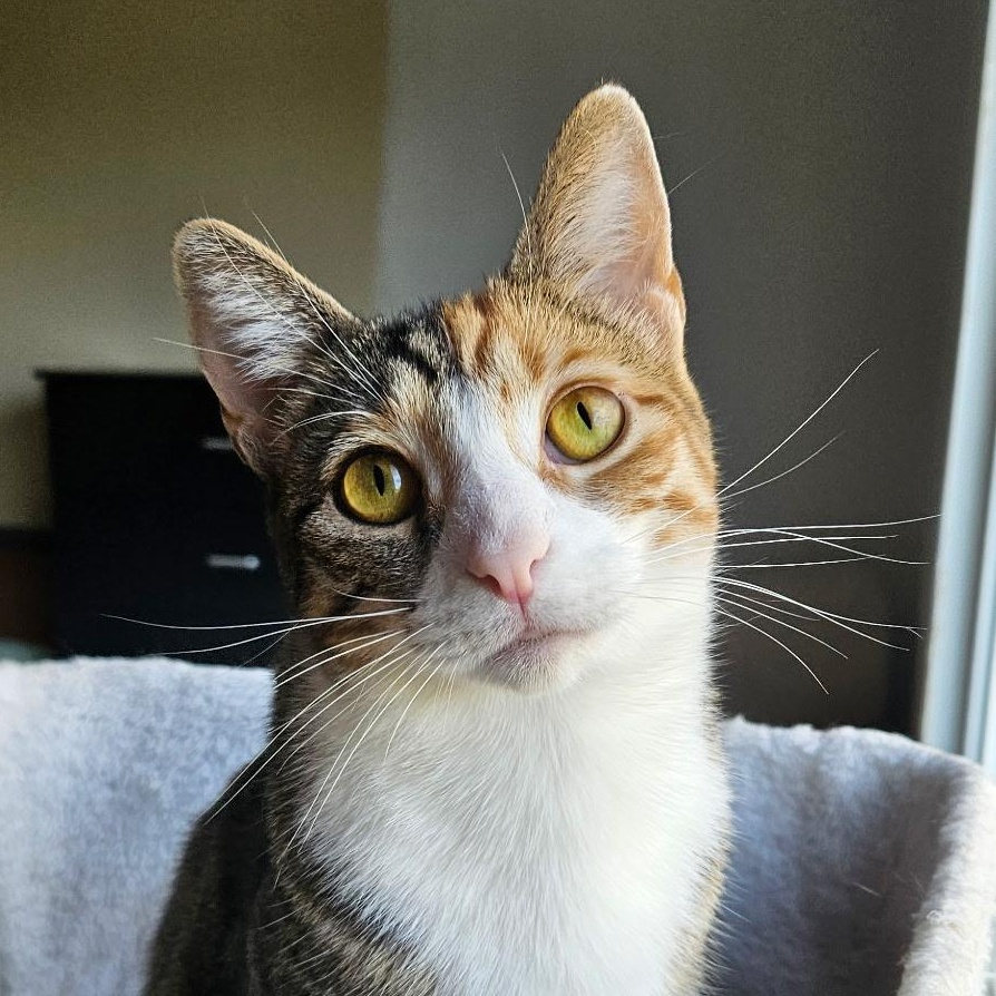 Lil Kim, a Adoptable Domestic Short Hair in Santa Ana, CA image 1/5