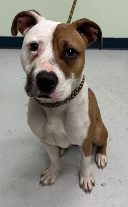 Enlarge Apollo, a Adoptable mixed breed in Savannah, GA image 1/2