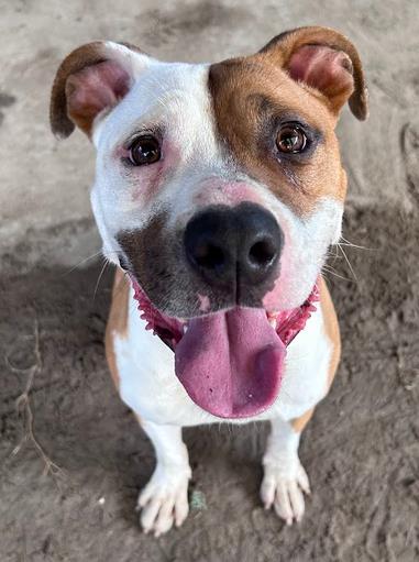 Enlarge Apollo, a Adoptable mixed breed in Savannah, GA image 2/2