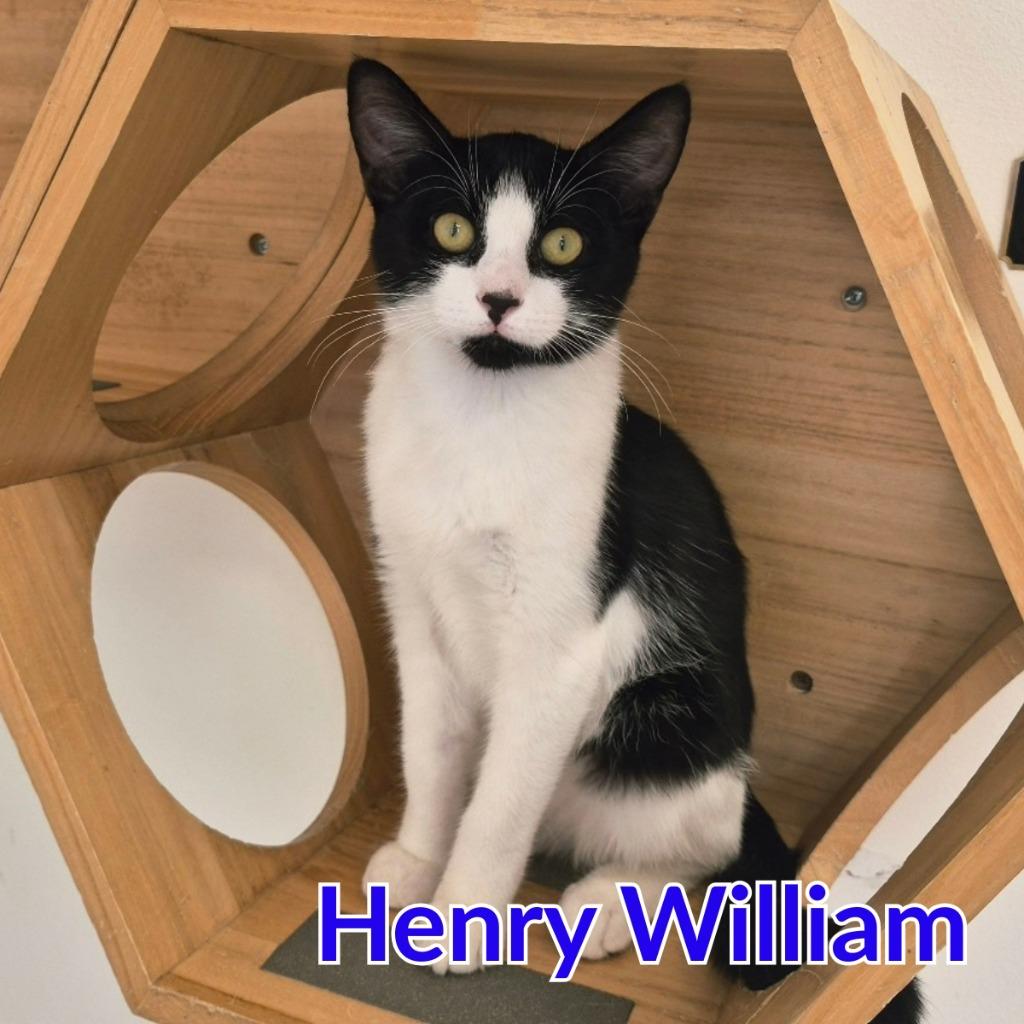 Enlarge Henry William, a Adoptable mixed breed in North Saint Paul, MN image 1/4