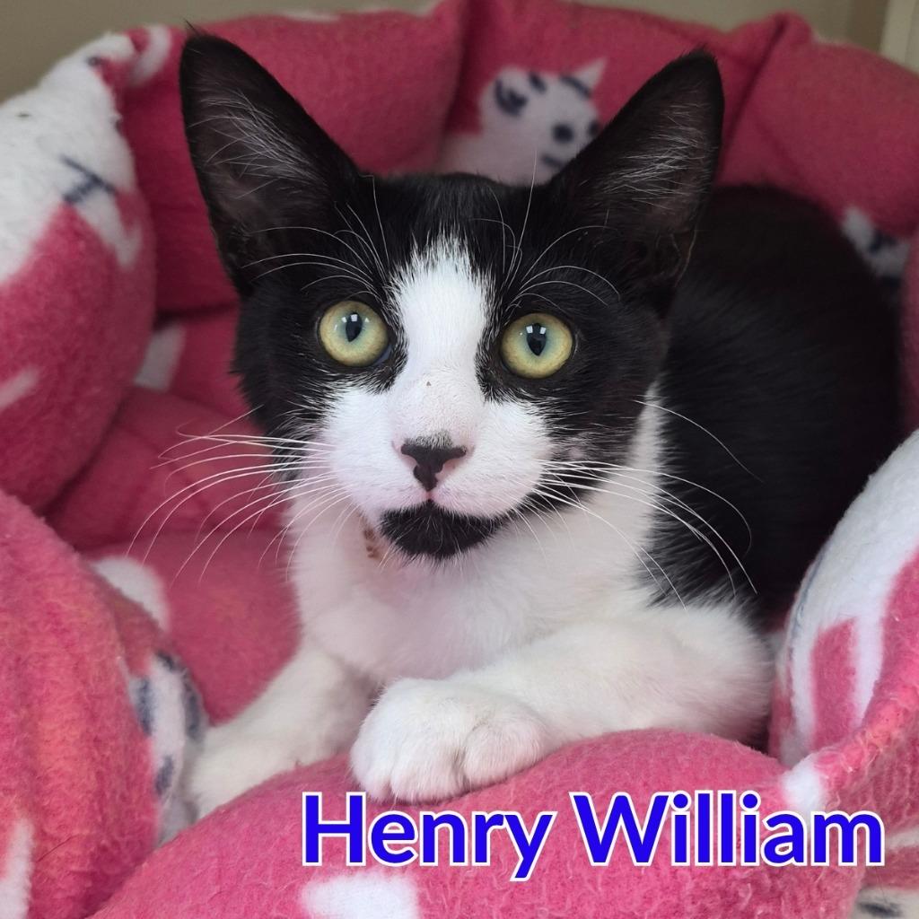 Enlarge Henry William, a Adoptable mixed breed in North Saint Paul, MN image 2/4