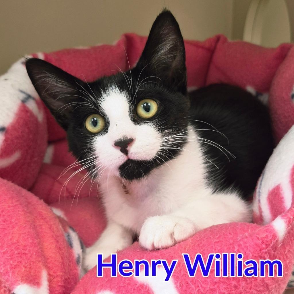 Enlarge Henry William, a Adoptable mixed breed in North Saint Paul, MN image 3/4
