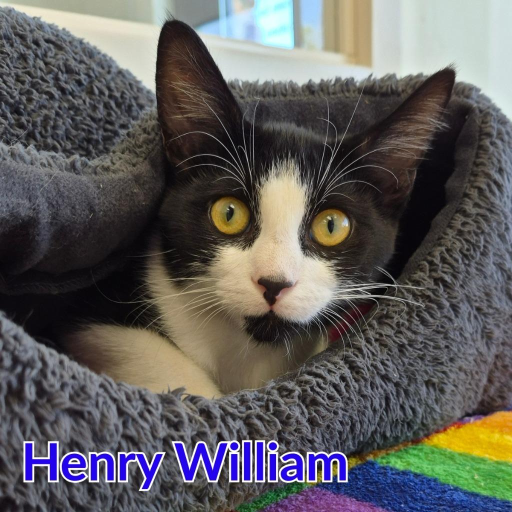 Enlarge Henry William, a Adoptable mixed breed in North Saint Paul, MN image 4/4