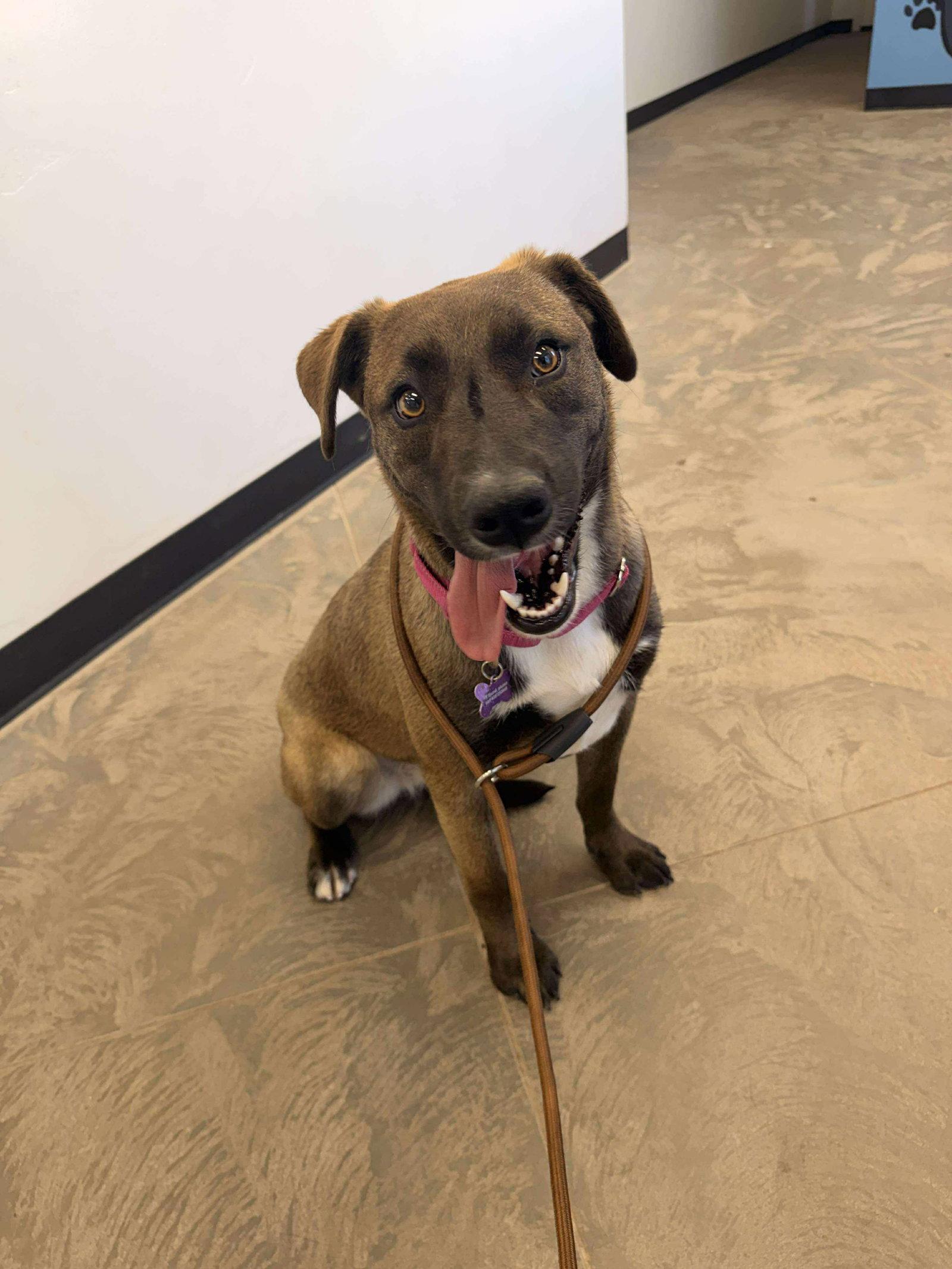 Enlarge Oakley, a Adoptable Labrador Retriever in Midway, UT image 1/3