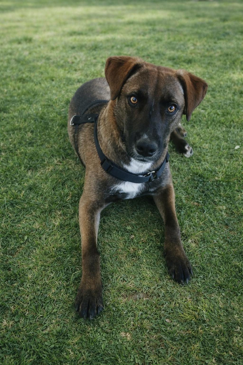 Enlarge Oakley, a Adoptable Labrador Retriever in Midway, UT image 2/3