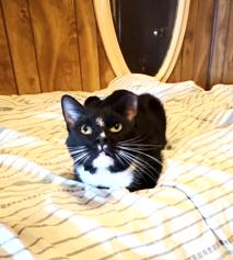 Bentley, a Adoptable Domestic Short Hair in South Ozone Park, NY image 1/4