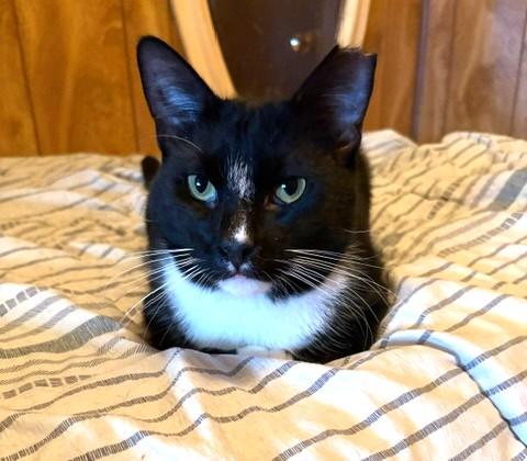 Bentley, a Adoptable Domestic Short Hair in South Ozone Park, NY image 2/4