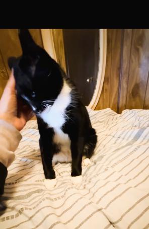 Bentley, a Adoptable Domestic Short Hair in South Ozone Park, NY image 3/4