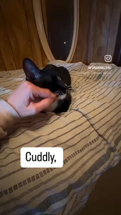 Enlarge Bentley, a Adoptable Domestic Short Hair in South Ozone Park, NY video 4/4