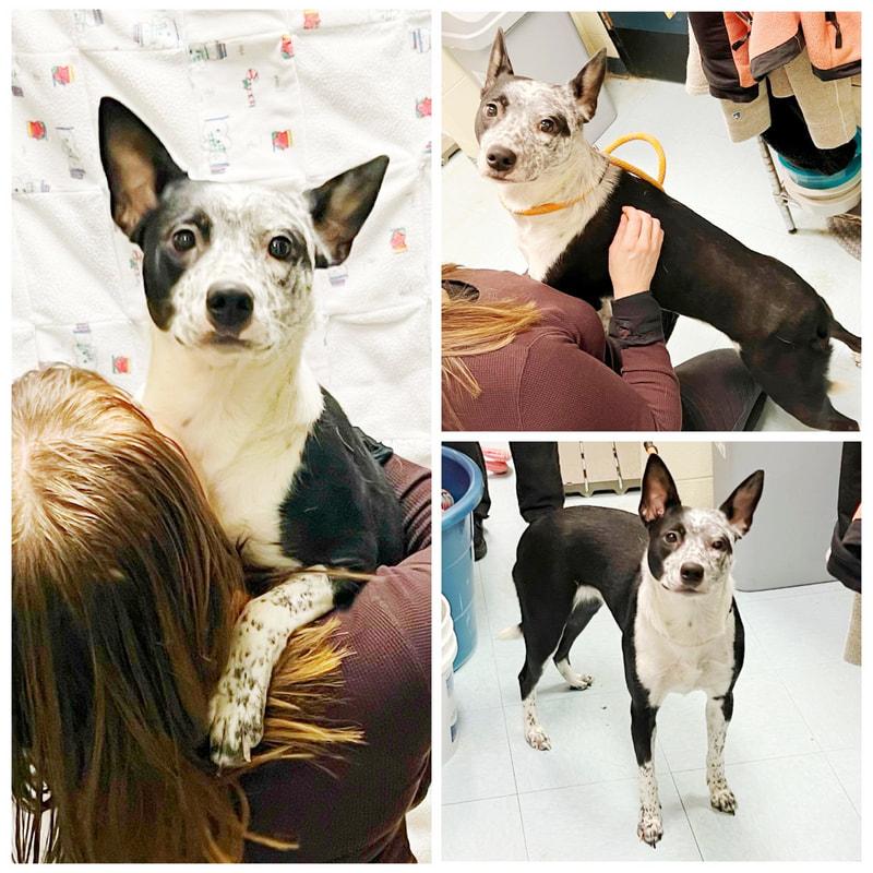 katniss, ADOPTABLE, Young Female Australian Cattle Dog / Blue Heeler.