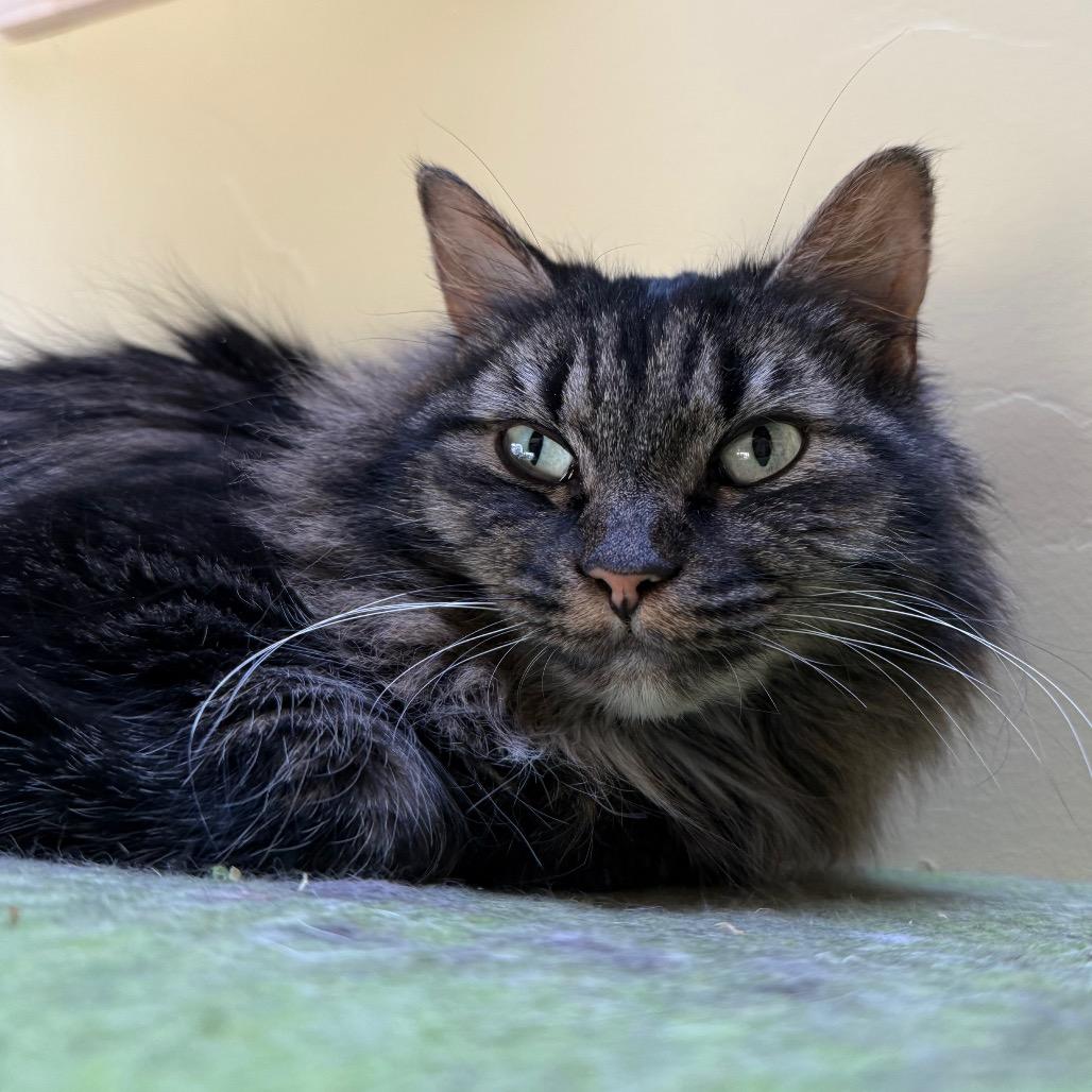 Enlarge Fiona, a Adoptable Domestic Long Hair in Durango, CO image 4/6