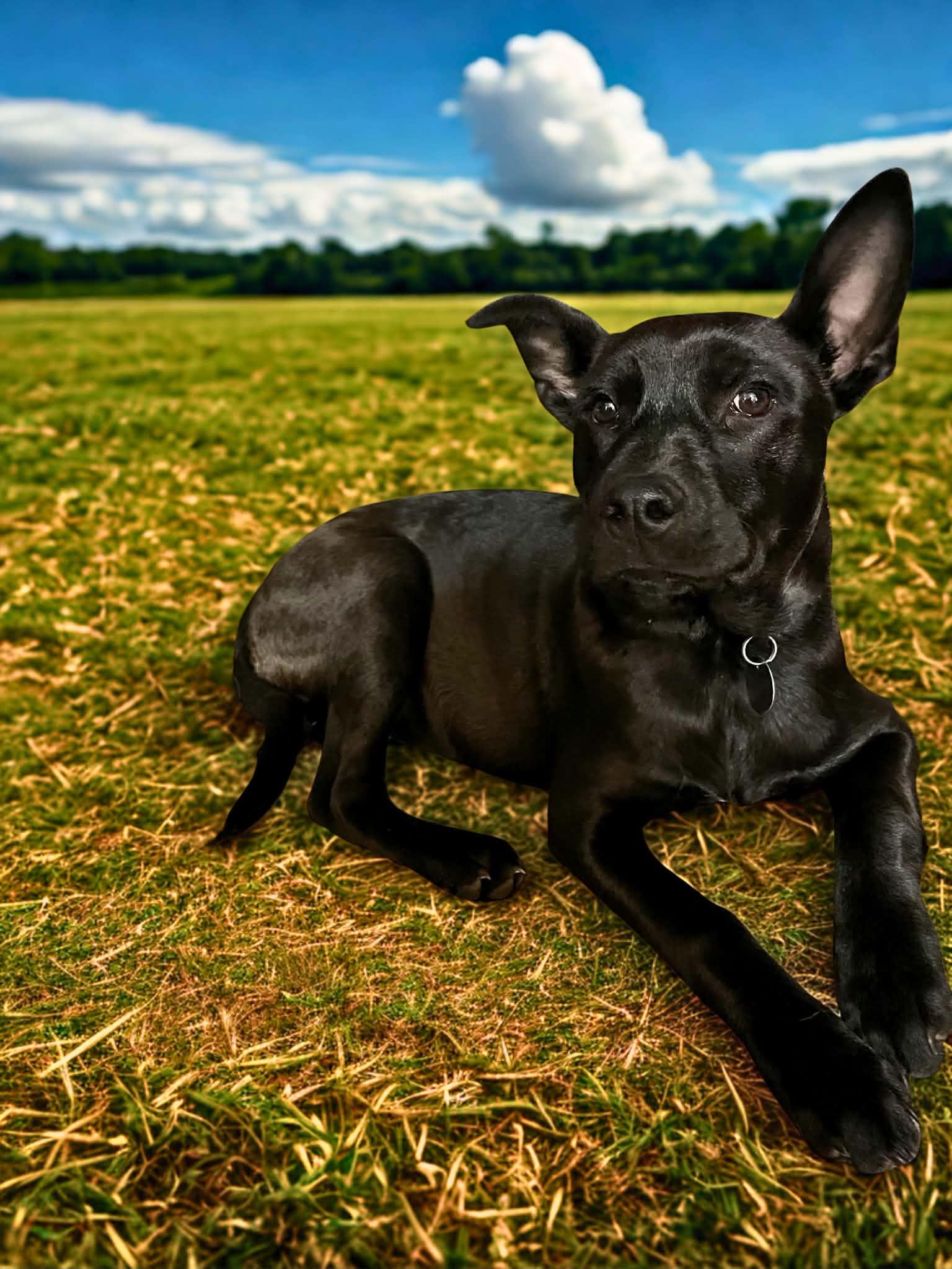 Washington , adopted, Puppy Male Chiweenie & Parson Russell Terrier.