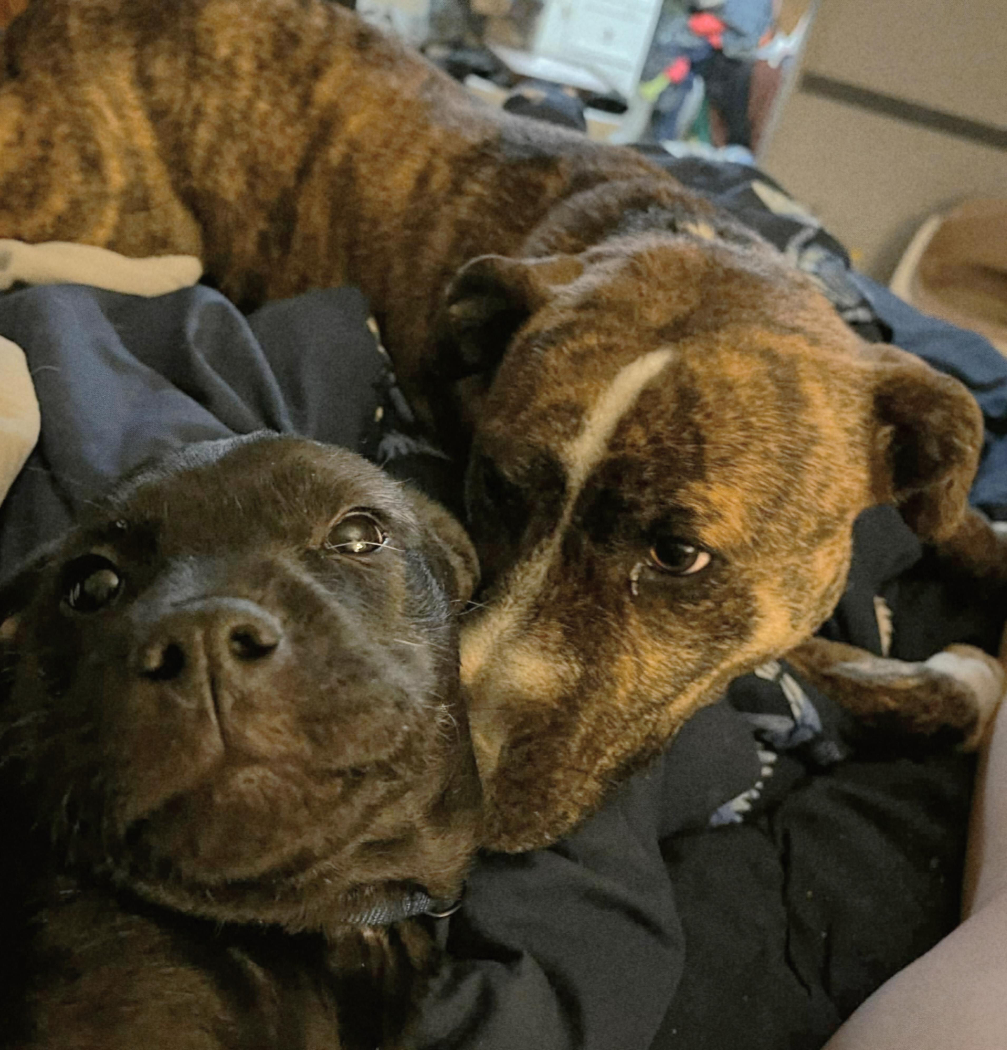 Washington , an adopted mixed breed in Franklin, NC image 3/4