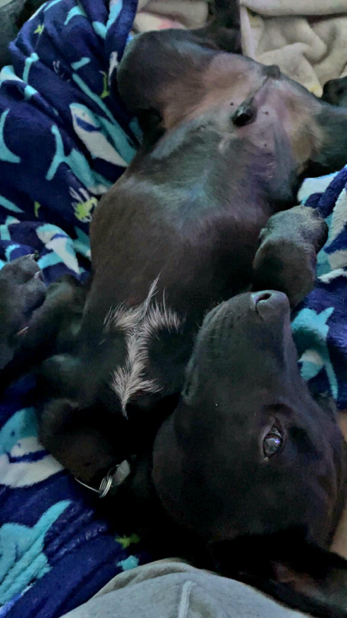 Washington , an adopted mixed breed in Franklin, NC image 2/4