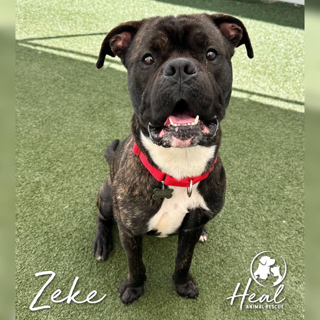 Zeke, Adoptable, Adult Male Boxer & Mixed Breed.