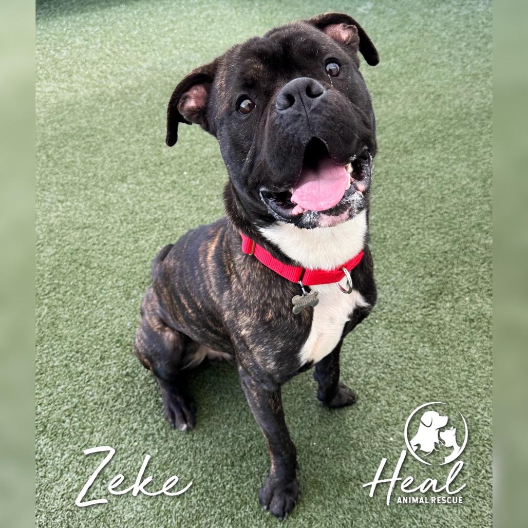 Zeke, a Adoptable mixed breed in Youngwood, PA image 4/4