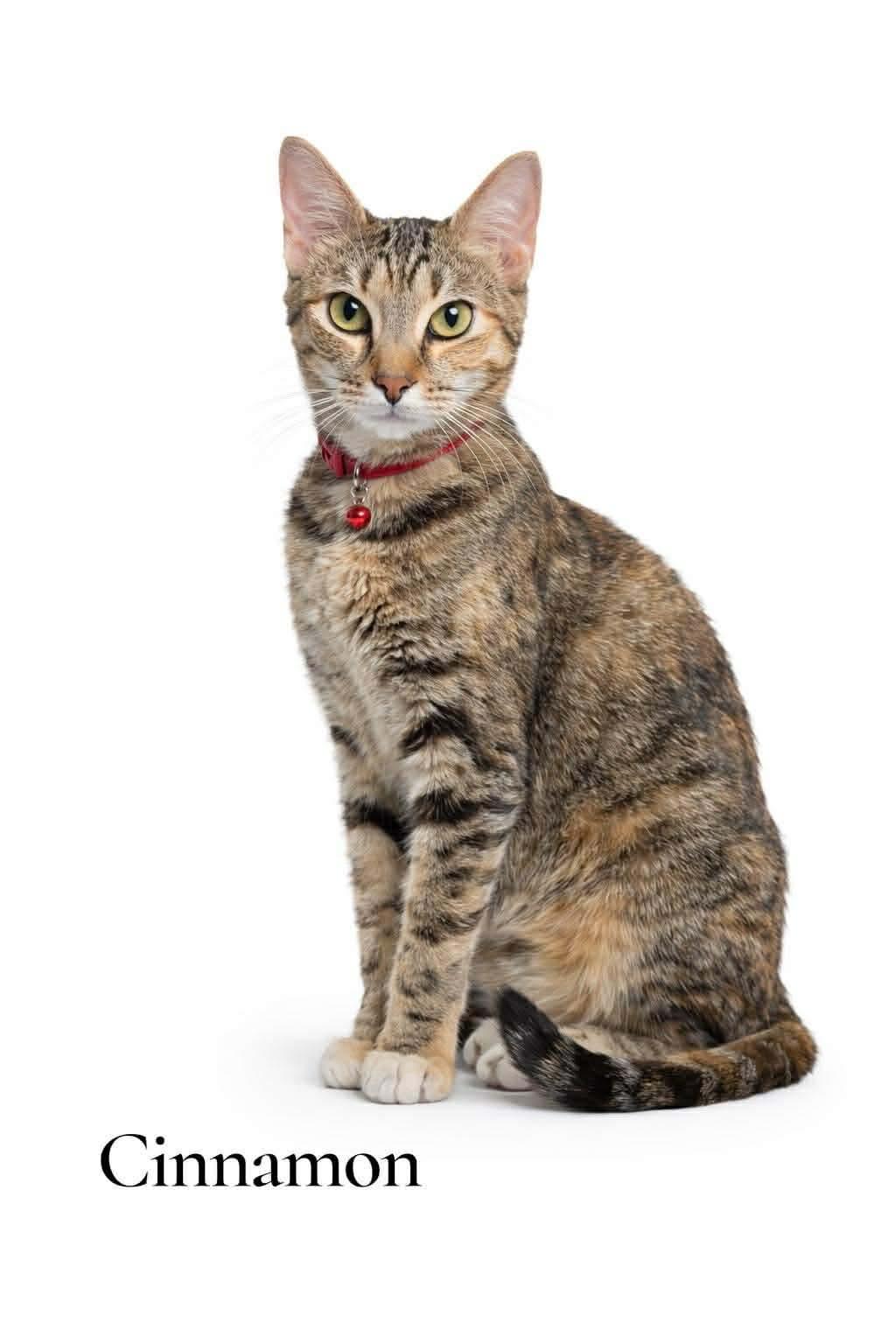 Cinnamon, adopted, Adult Female Domestic Short Hair.