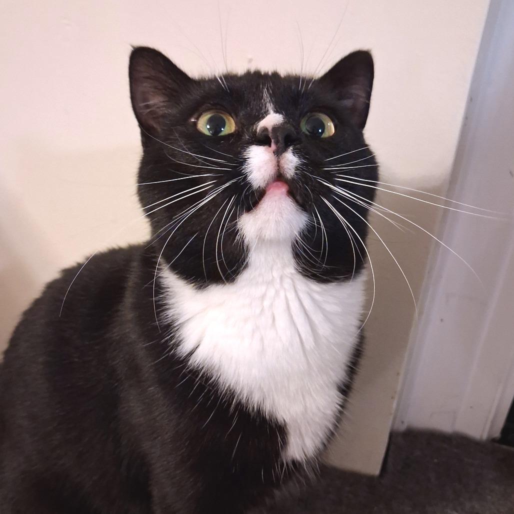Sylvester, Adoptable, Adult Male Domestic Short Hair.