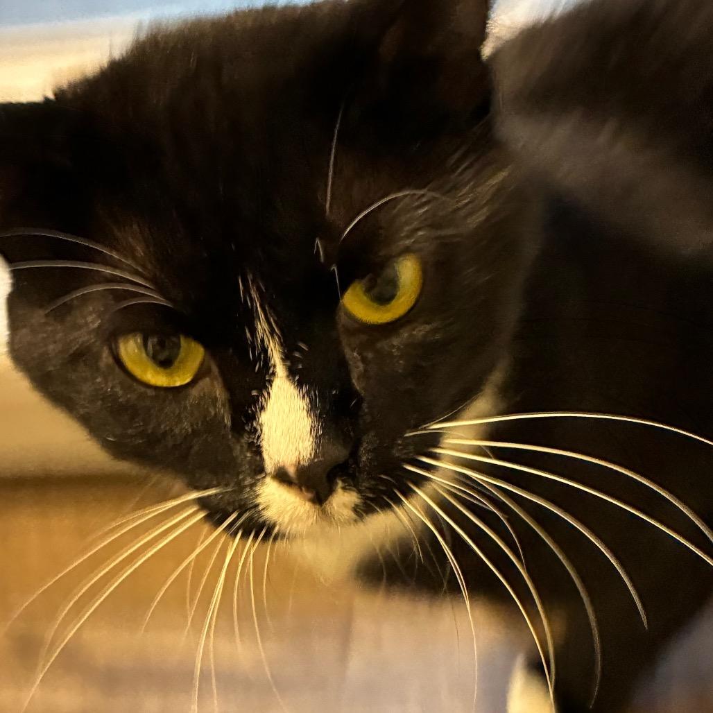 Enlarge Sylvester, a Adoptable Domestic Short Hair in Pittsburgh, PA image 2/6