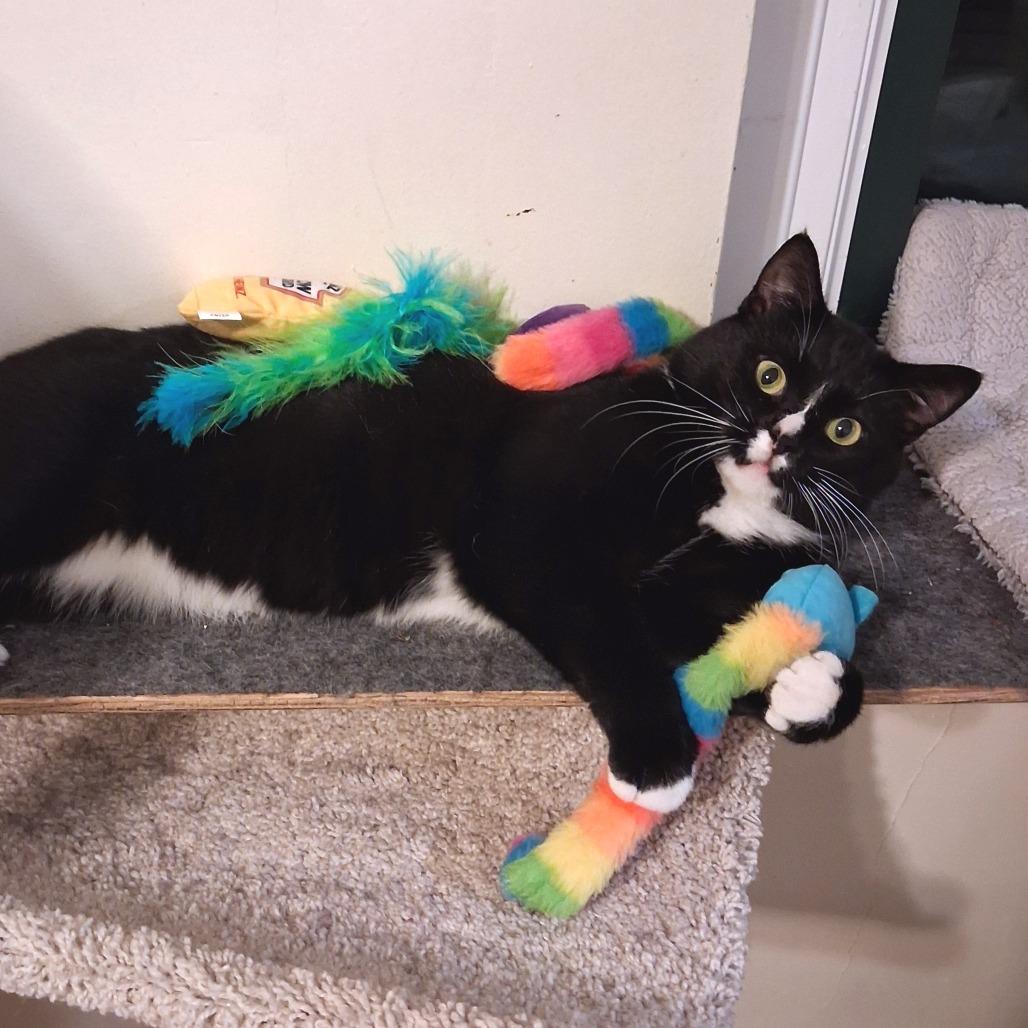 Enlarge Sylvester, a Adoptable Domestic Short Hair in Pittsburgh, PA image 3/6