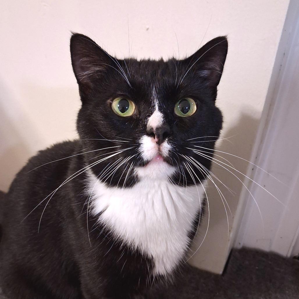 Enlarge Sylvester, a Adoptable Domestic Short Hair in Pittsburgh, PA image 4/6