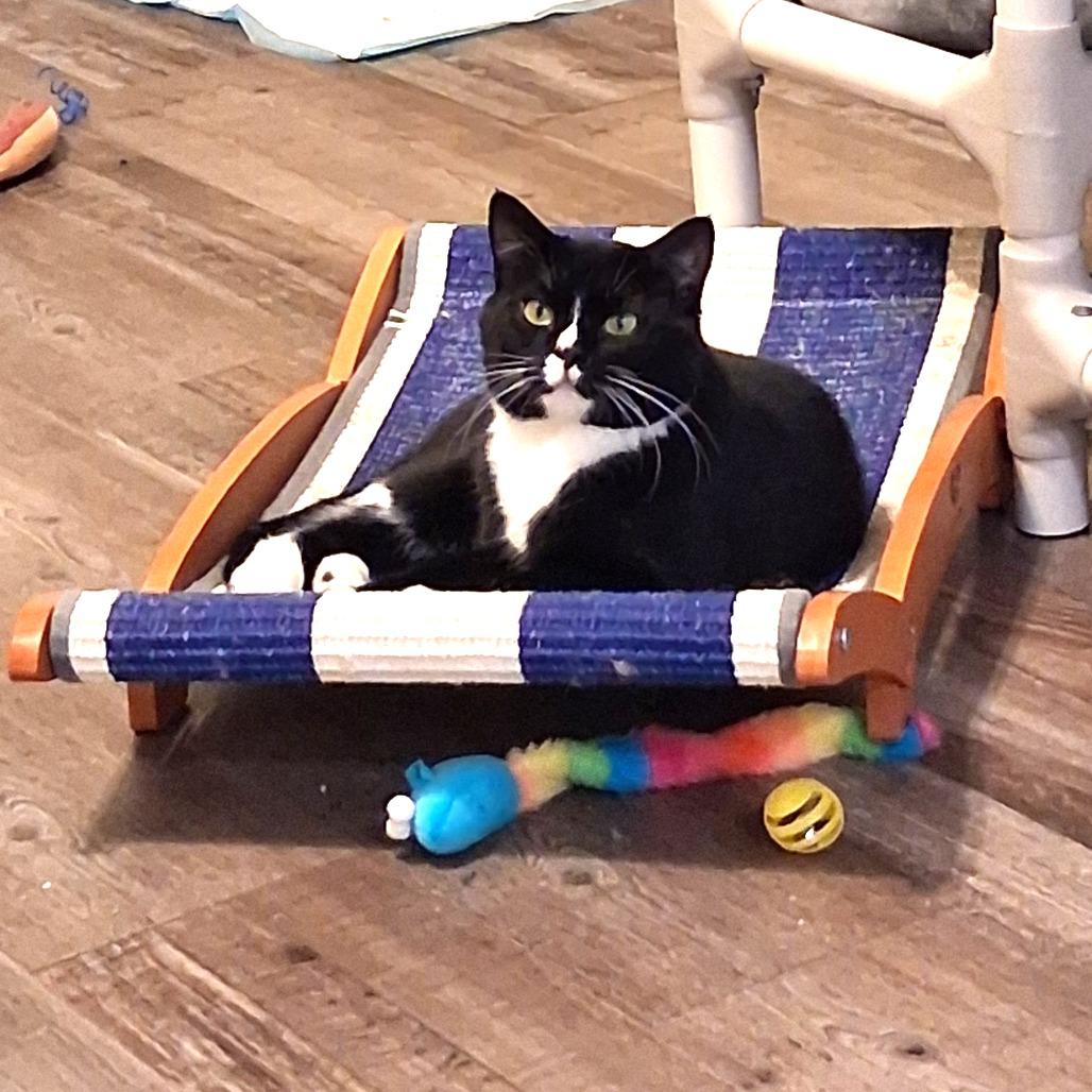 Enlarge Sylvester, a Adoptable Domestic Short Hair in Pittsburgh, PA image 5/6