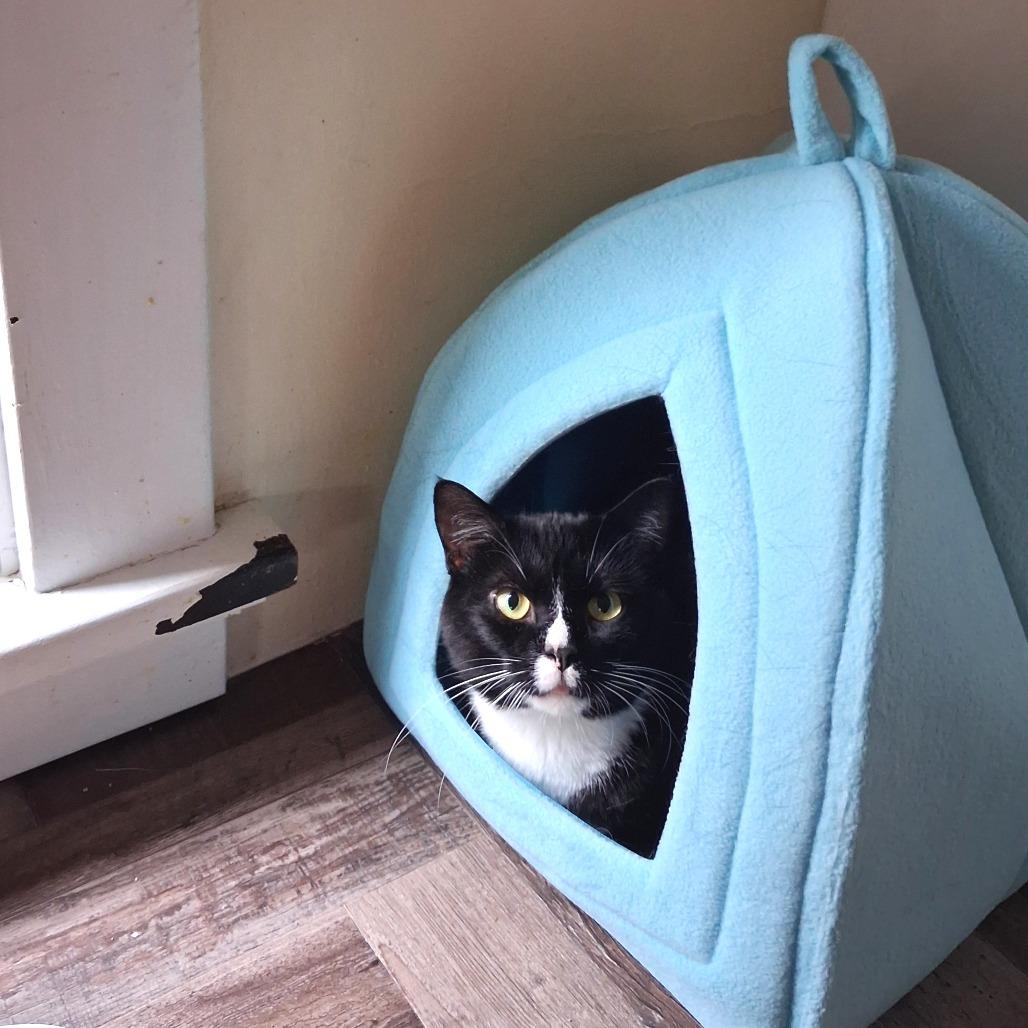 Enlarge Sylvester, a Adoptable Domestic Short Hair in Pittsburgh, PA image 6/6
