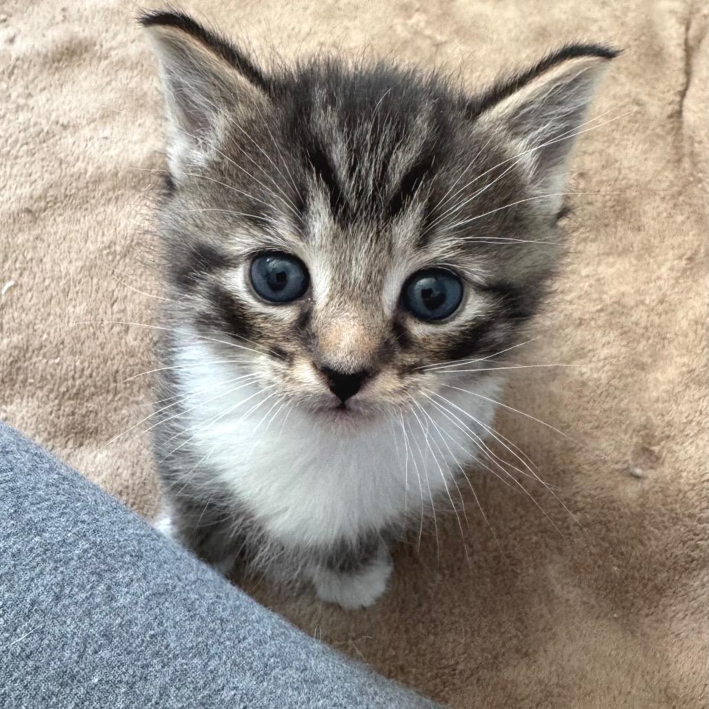 Miko, Adoptable, Kitten Male Domestic Short Hair.
