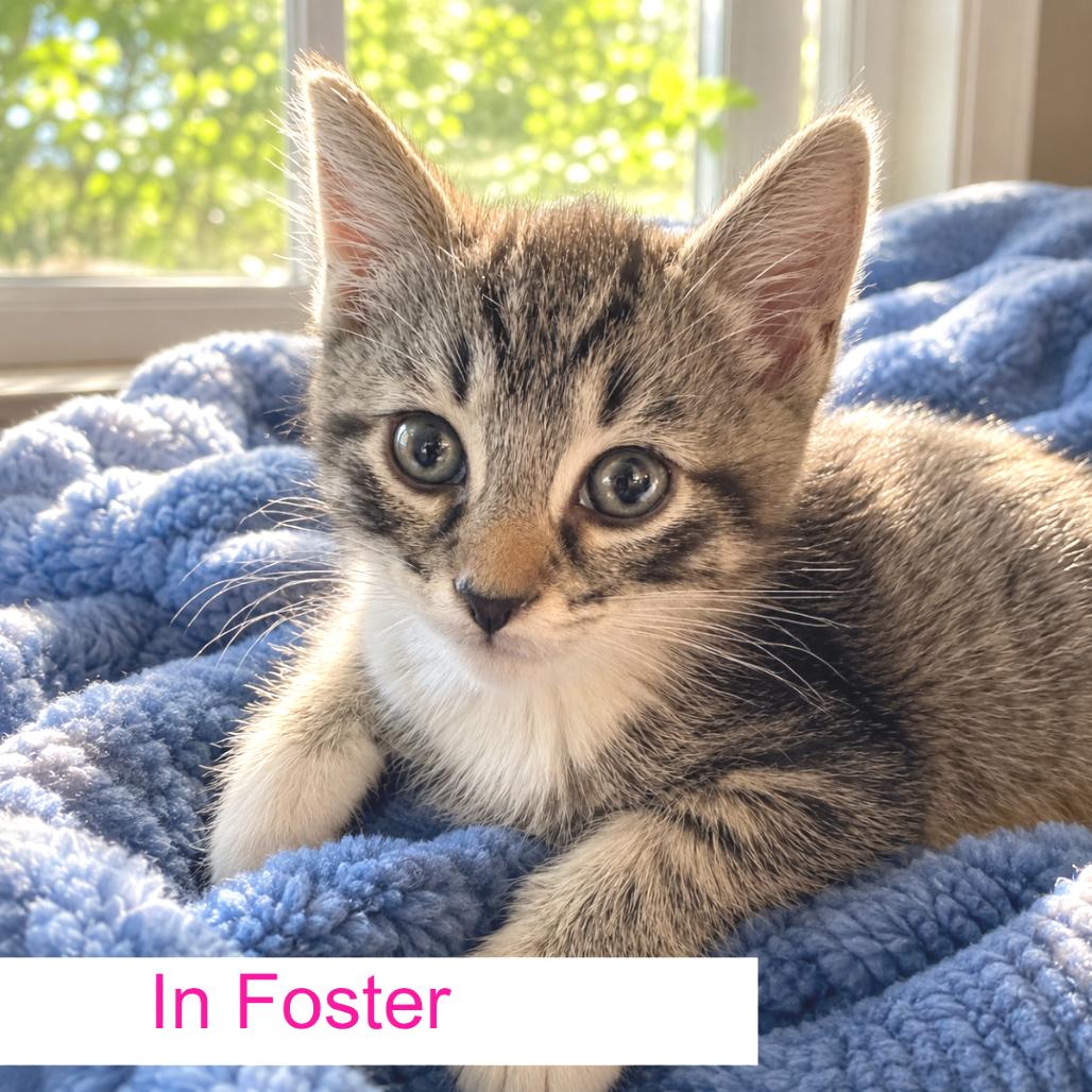 Miko, a Adoptable Domestic Short Hair in Chapel Hill, NC image 2/5