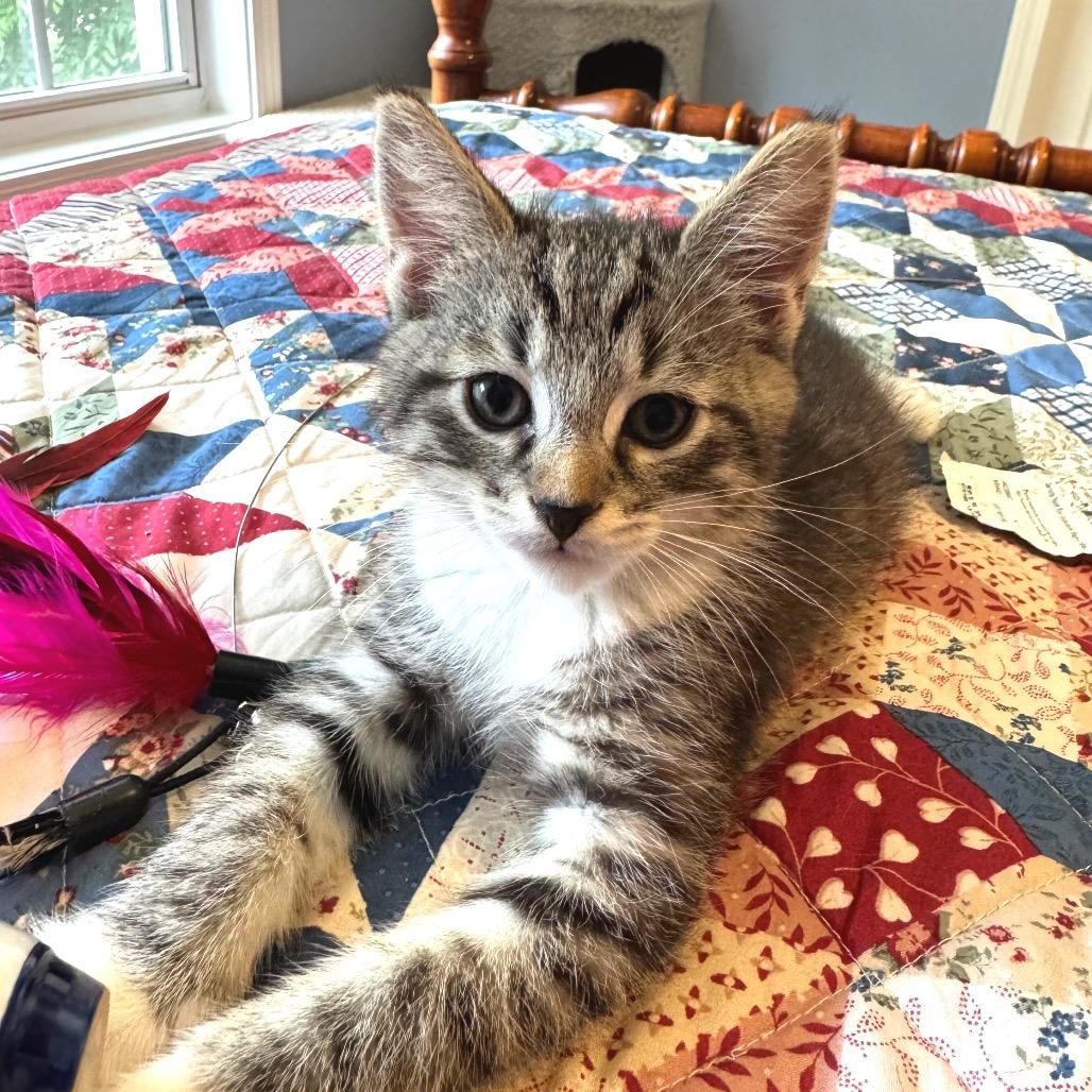 Miko, a Adoptable Domestic Short Hair in Chapel Hill, NC image 3/5