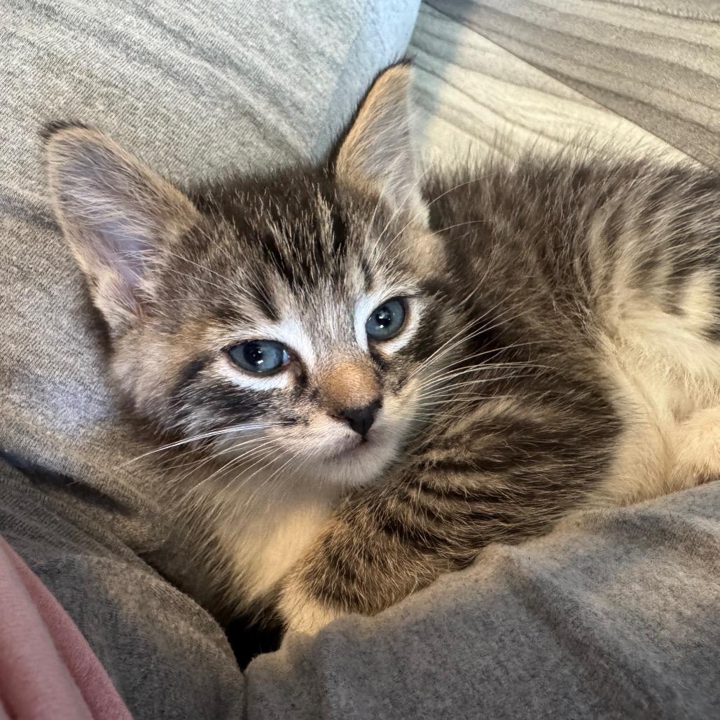 Miko, a Adoptable Domestic Short Hair in Chapel Hill, NC image 5/5