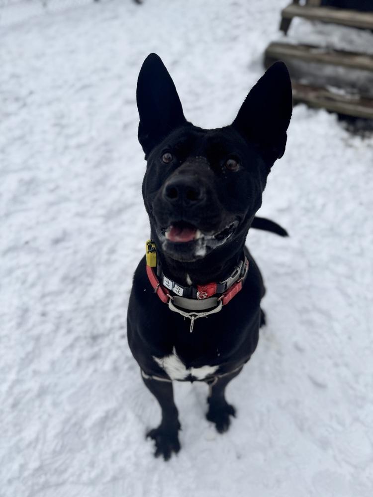 Enlarge Jack, a Adoptable mixed breed in Elmsford, NY image 1/6