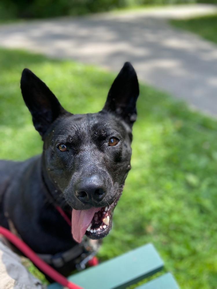 Jack, Adoptable, Adult Male Shepherd.