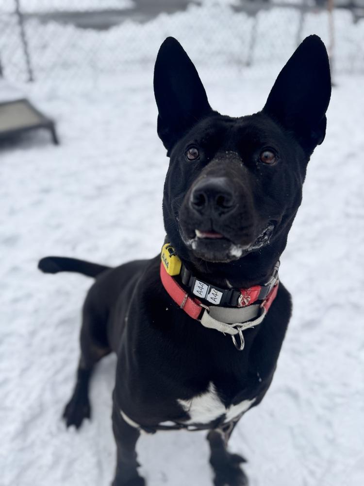 Enlarge Jack, a Adoptable mixed breed in Elmsford, NY image 3/6