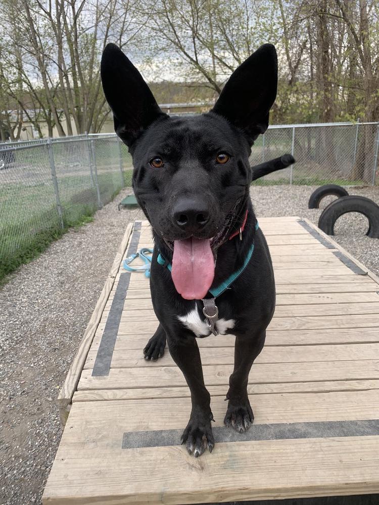 Enlarge Jack, a Adoptable mixed breed in Elmsford, NY image 2/6