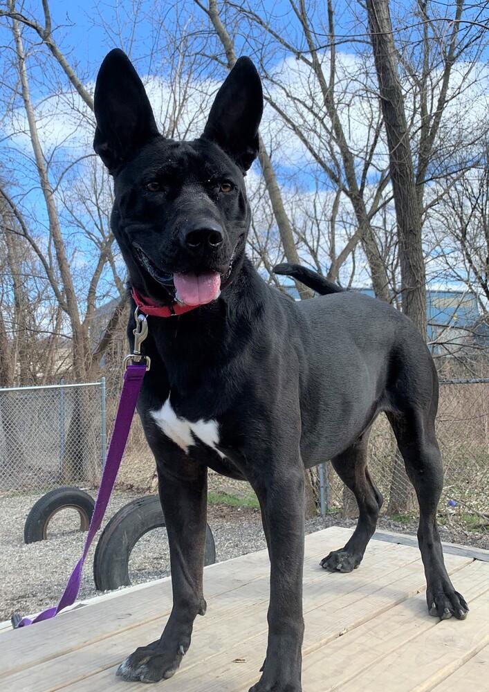 Enlarge Jack, a Adoptable mixed breed in Elmsford, NY image 3/6