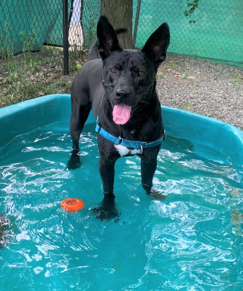 Enlarge Jack, a Adoptable mixed breed in Elmsford, NY image 5/6