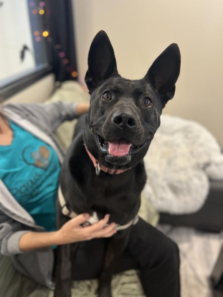 Enlarge Jack, a Adoptable mixed breed in Elmsford, NY image 6/6