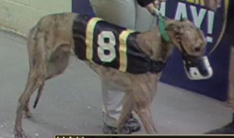 Enlarge Ww Juice World, a Adoptable Greyhound in Allentown, PA image 1/1