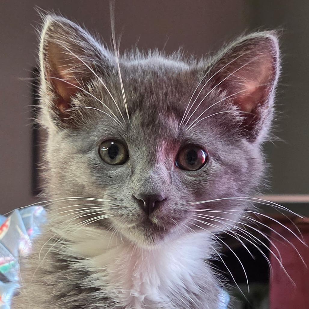 Hunny, Adoptable, Kitten Female Domestic Short Hair.