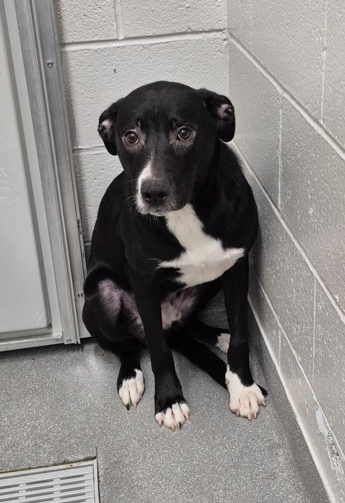 Enlarge Tank, a Adoptable mixed breed in East Ridge, TN image 2/5